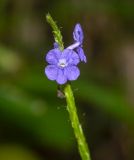 Stachytarpheta cayennensis