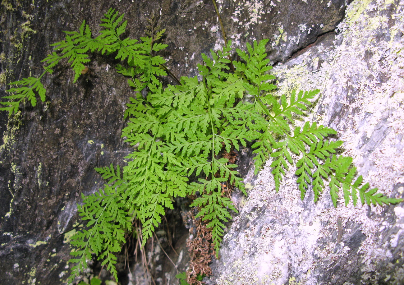 Image of Cystopteris altajensis specimen.