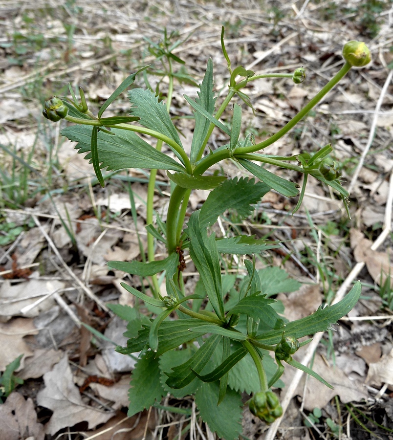 Image of genus Ranunculus specimen.