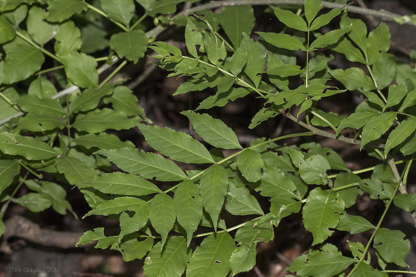 Image of genus Fraxinus specimen.