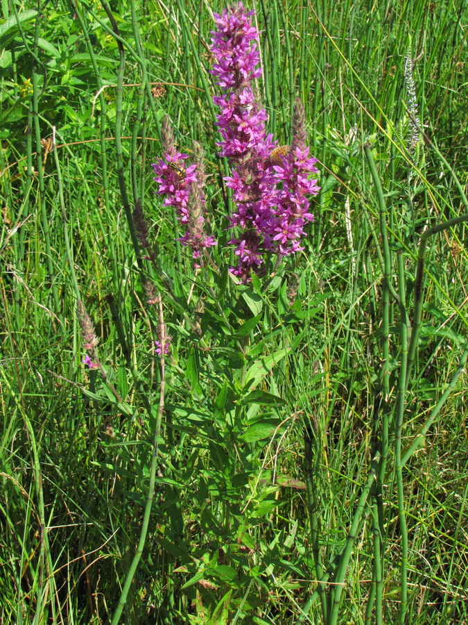 Изображение особи Lythrum salicaria.