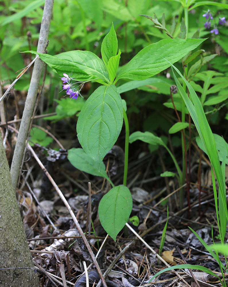 Изображение особи Brachybotrys paridiformis.