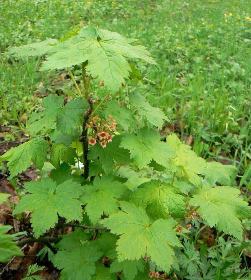 Изображение особи Ribes sachalinense.