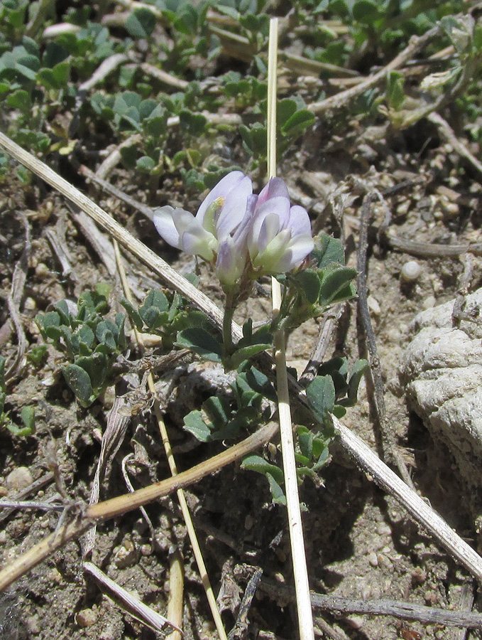 Image of Medicago daghestanica specimen.