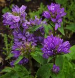 Campanula glomerata. Соцветия. Пермский край, г. Пермь, Свердловский р-н, клумба. 12.07.2019.