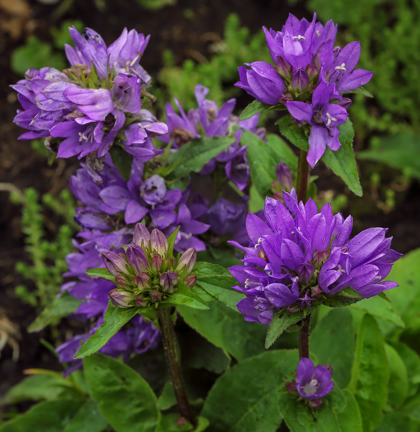 Image of Campanula glomerata specimen.