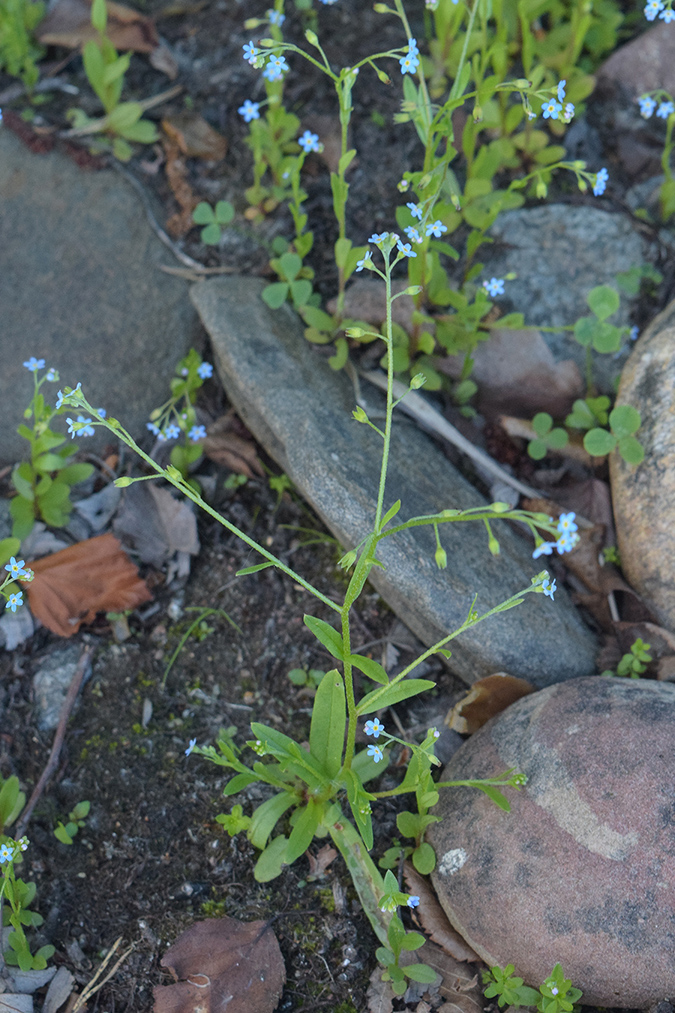 Изображение особи Myosotis baltica.