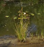 Juncus heldreichianus