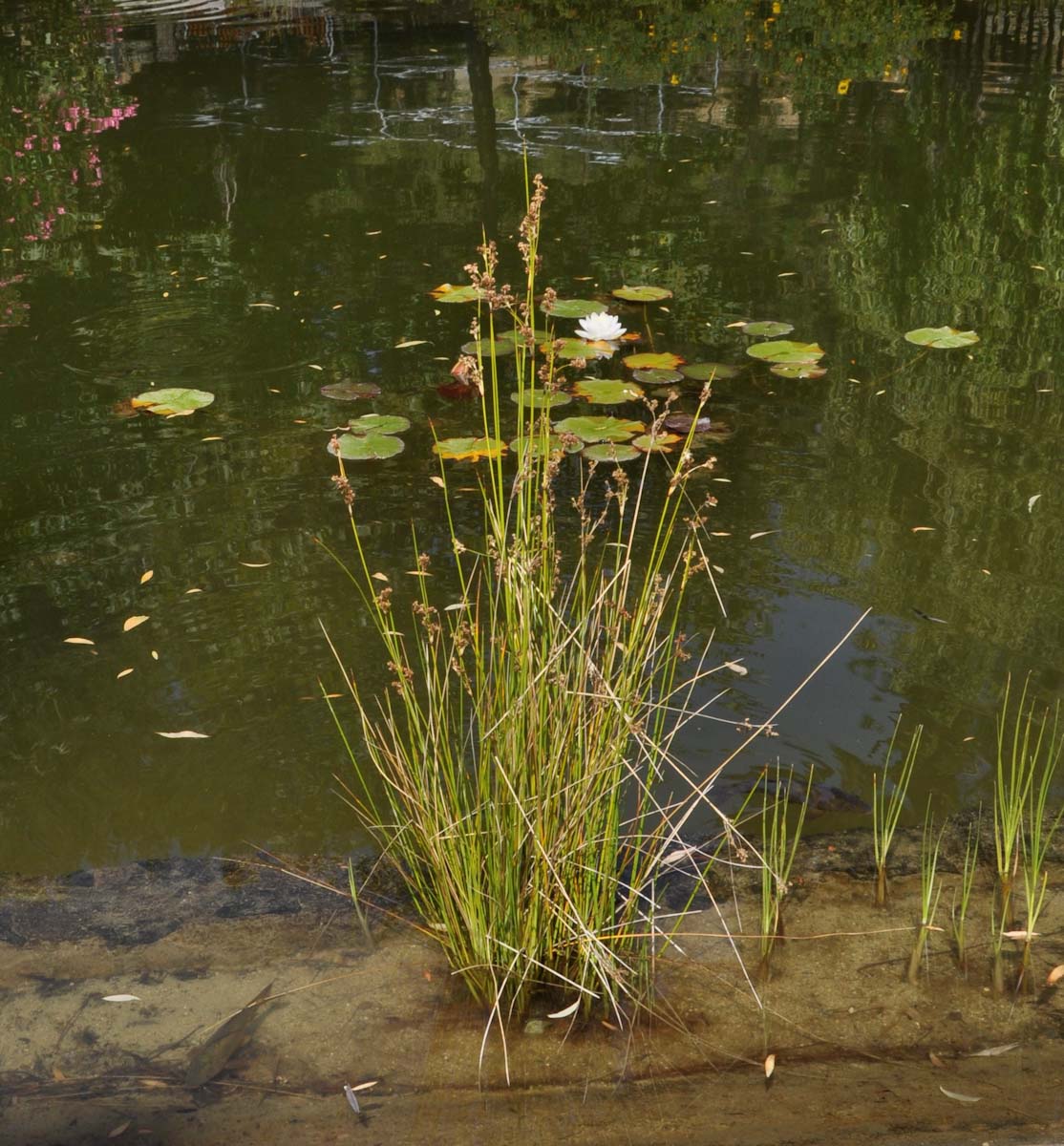 Изображение особи Juncus heldreichianus.