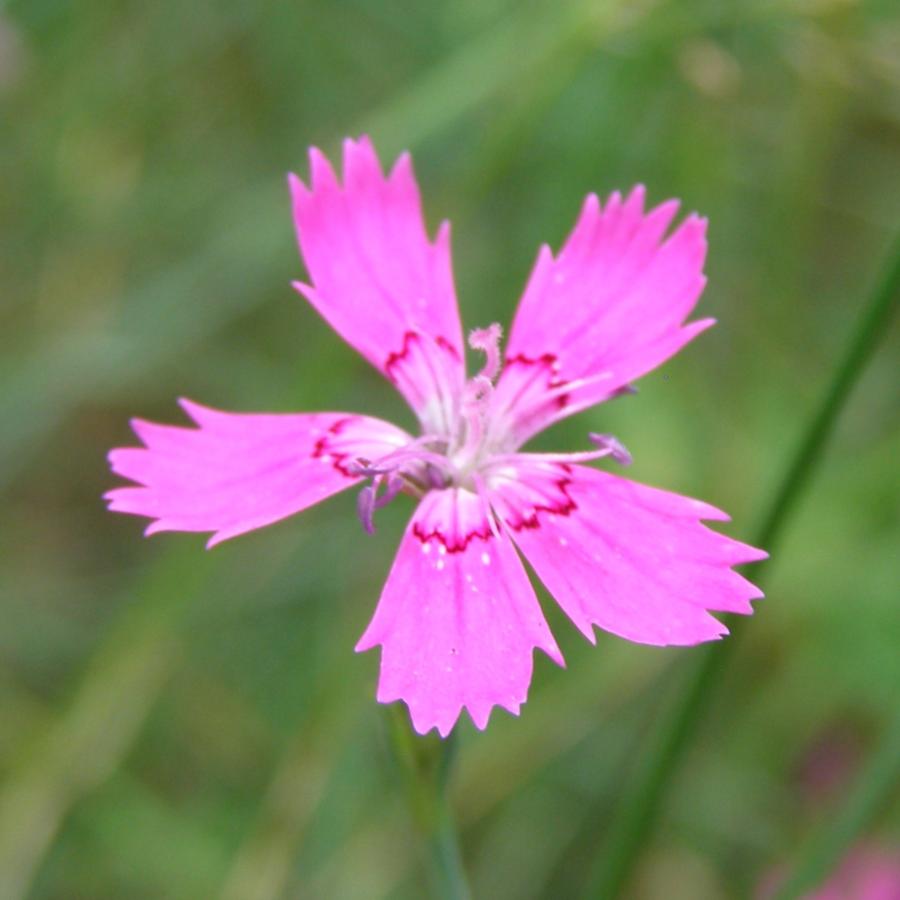 Изображение особи Dianthus deltoides.