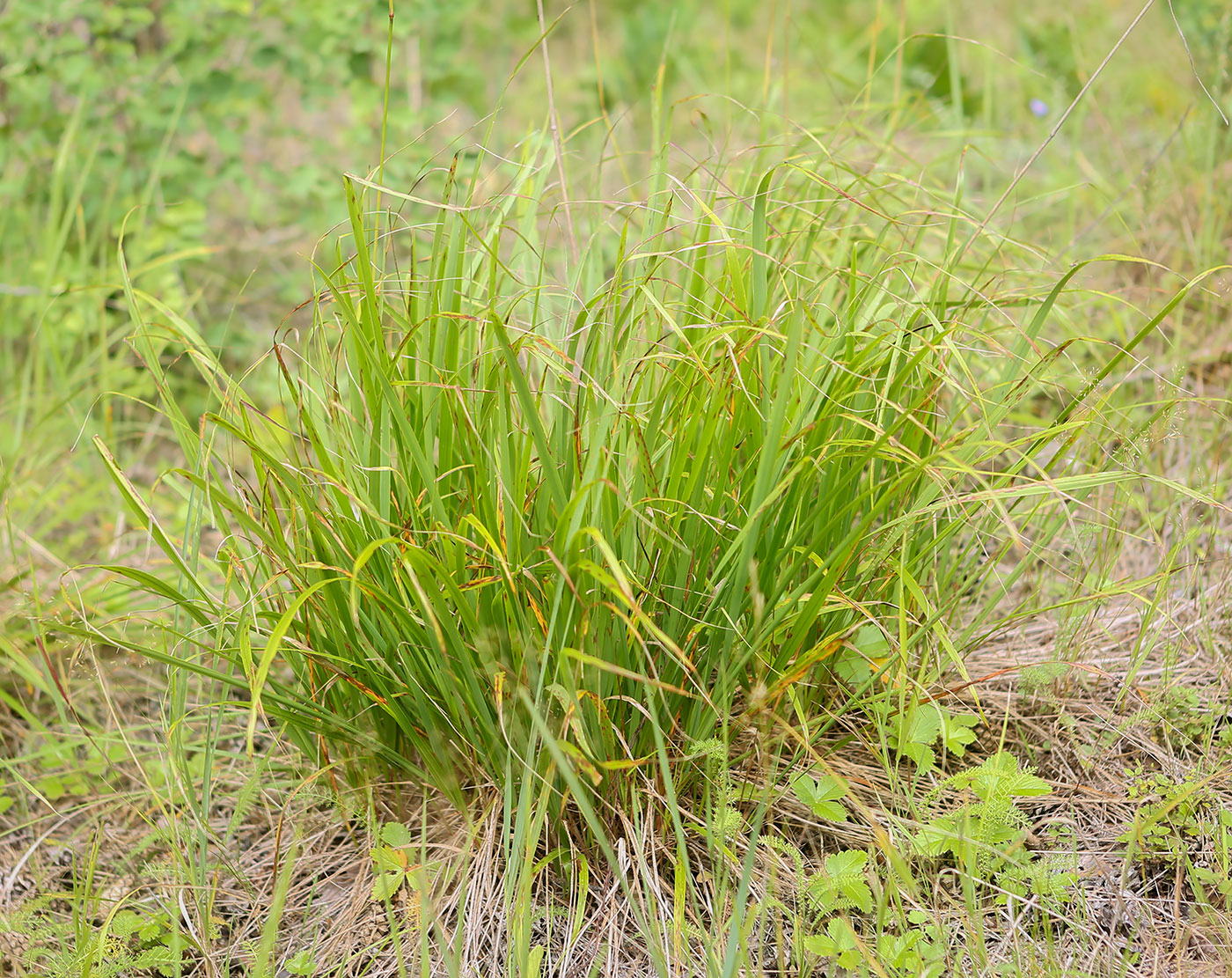 Image of Calamagrostis arundinacea specimen.