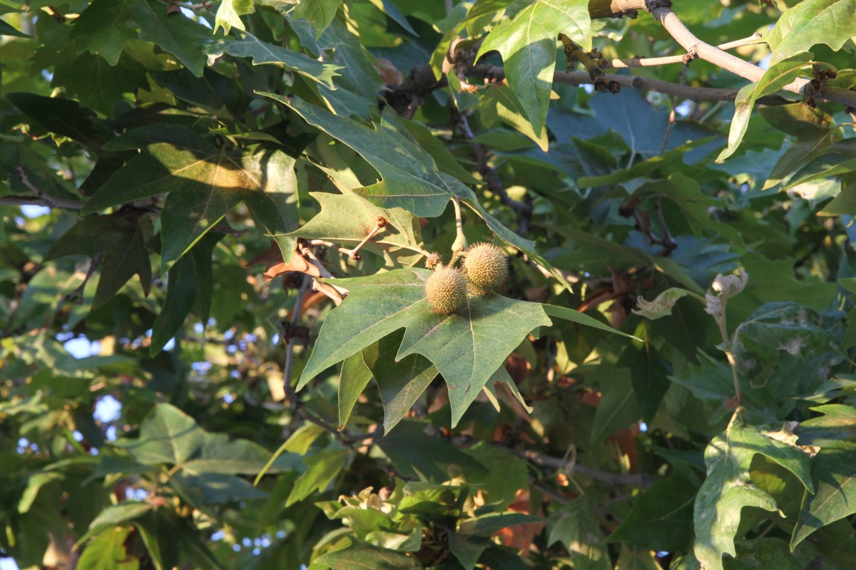 Изображение особи Platanus &times; acerifolia.