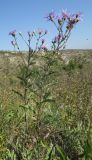 Aster bessarabicus. Цветущее растение. Украина, Луганская обл., Лутугинский р-н, с. Знаменка, балка Знаменский яр, степной склон. 30.08.2019.