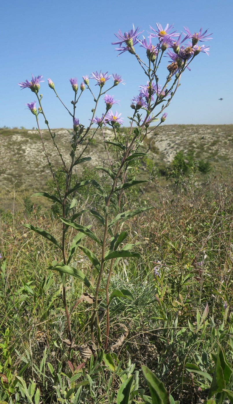 Image of Aster bessarabicus specimen.