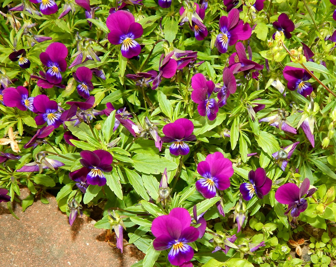 Image of genus Viola specimen.