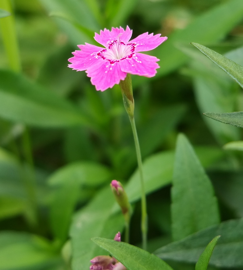 Изображение особи род Dianthus.