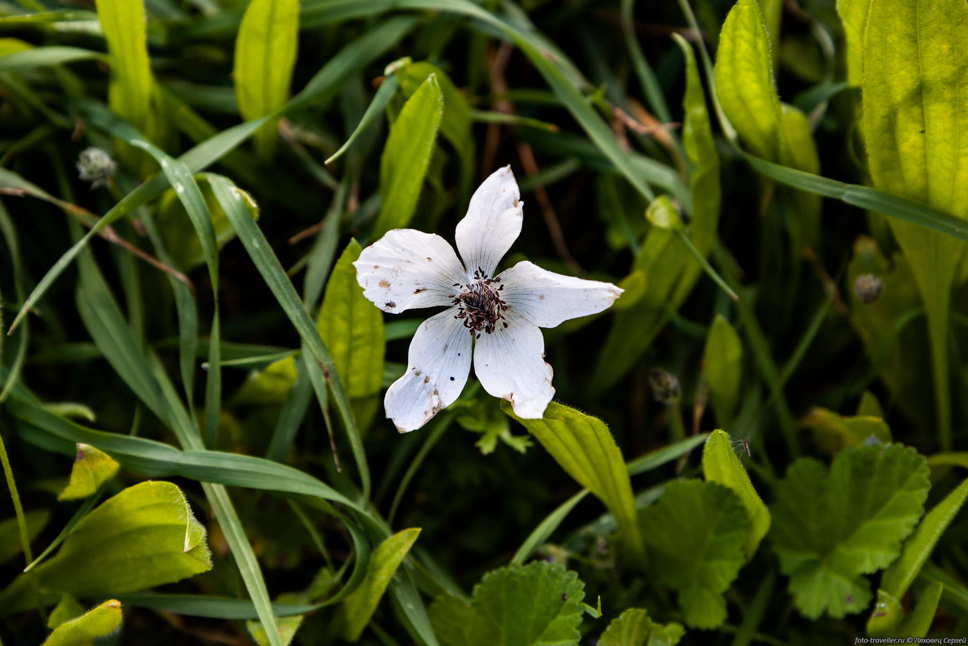 Изображение особи Anemone coronaria.