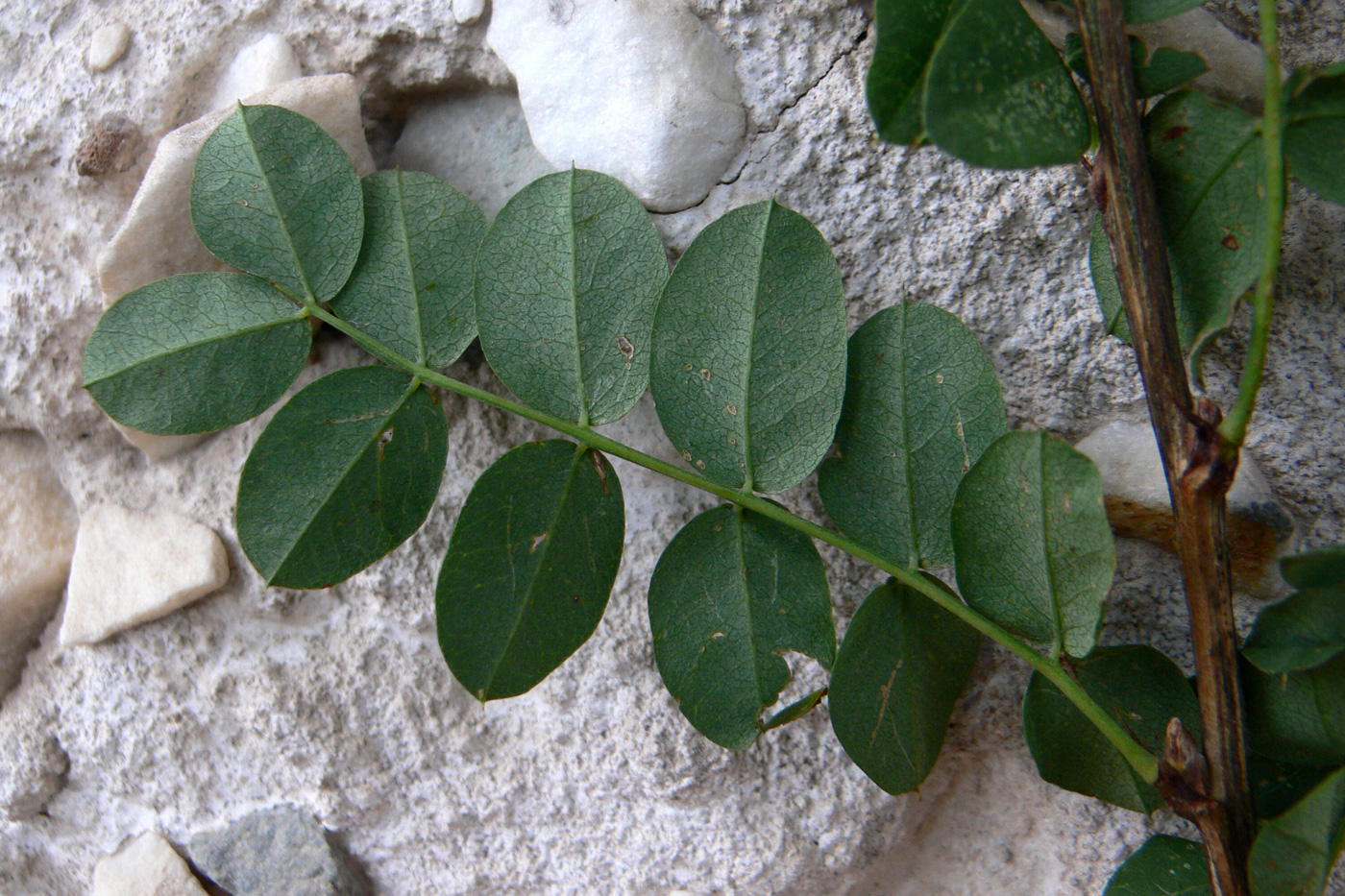 Image of Caragana arborescens specimen.