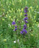 Campanula glomerata