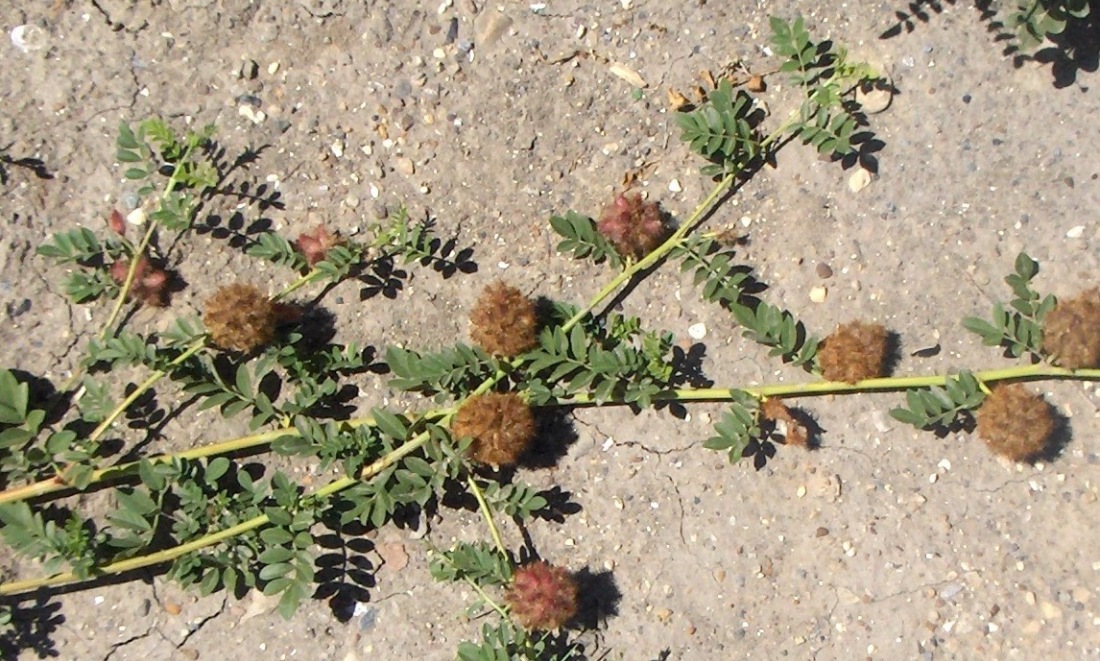 Image of Glycyrrhiza echinata specimen.