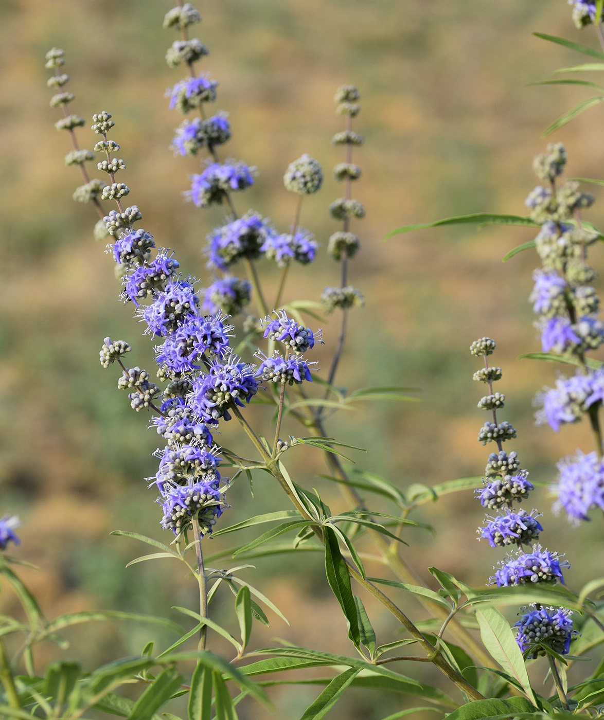 Изображение особи Vitex agnus-castus.