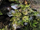 Lobaria pulmonaria