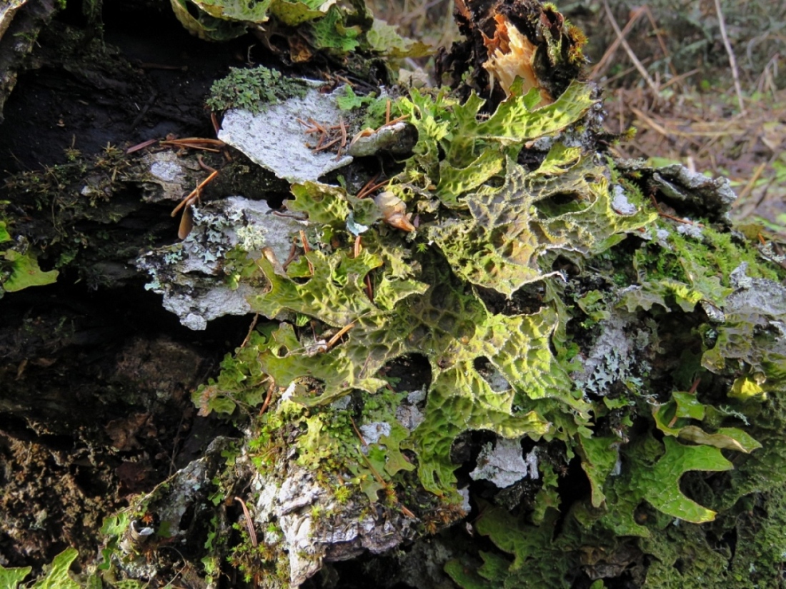 Image of Lobaria pulmonaria specimen.