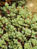 Lampranthus deltoides. Вегетирующее растение. США, Калифорния, Сан-Франциско, Golden Gate Park, в озеленении. 17.02.2017.