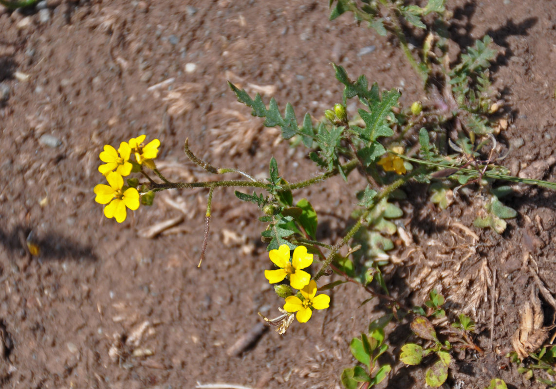 Image of Chorispora sibirica specimen.