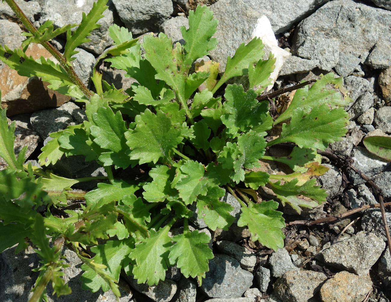 Изображение особи Leucanthemum ircutianum.