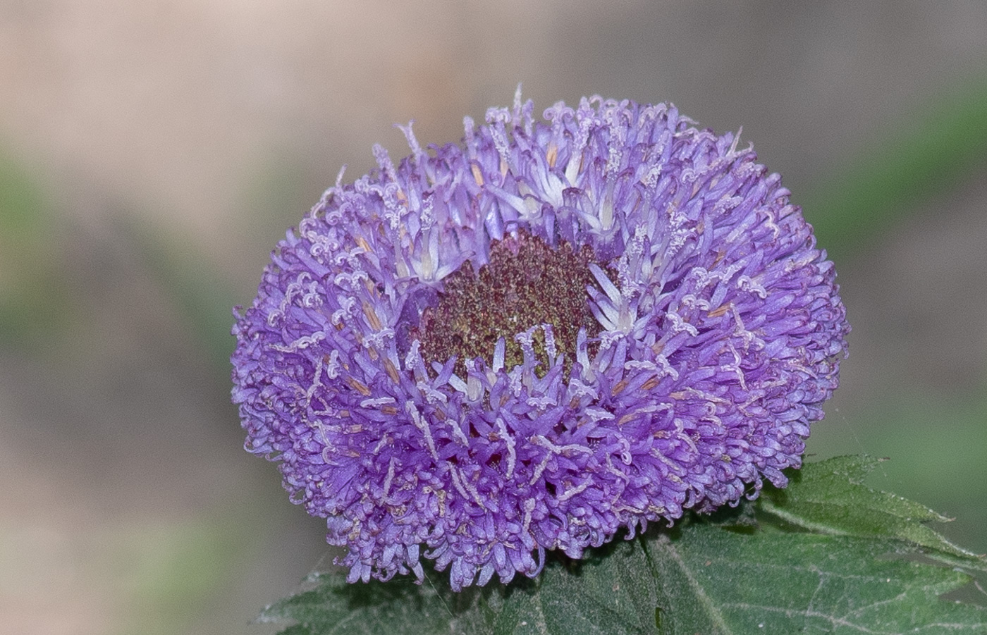 Image of Centratherum punctatum specimen.