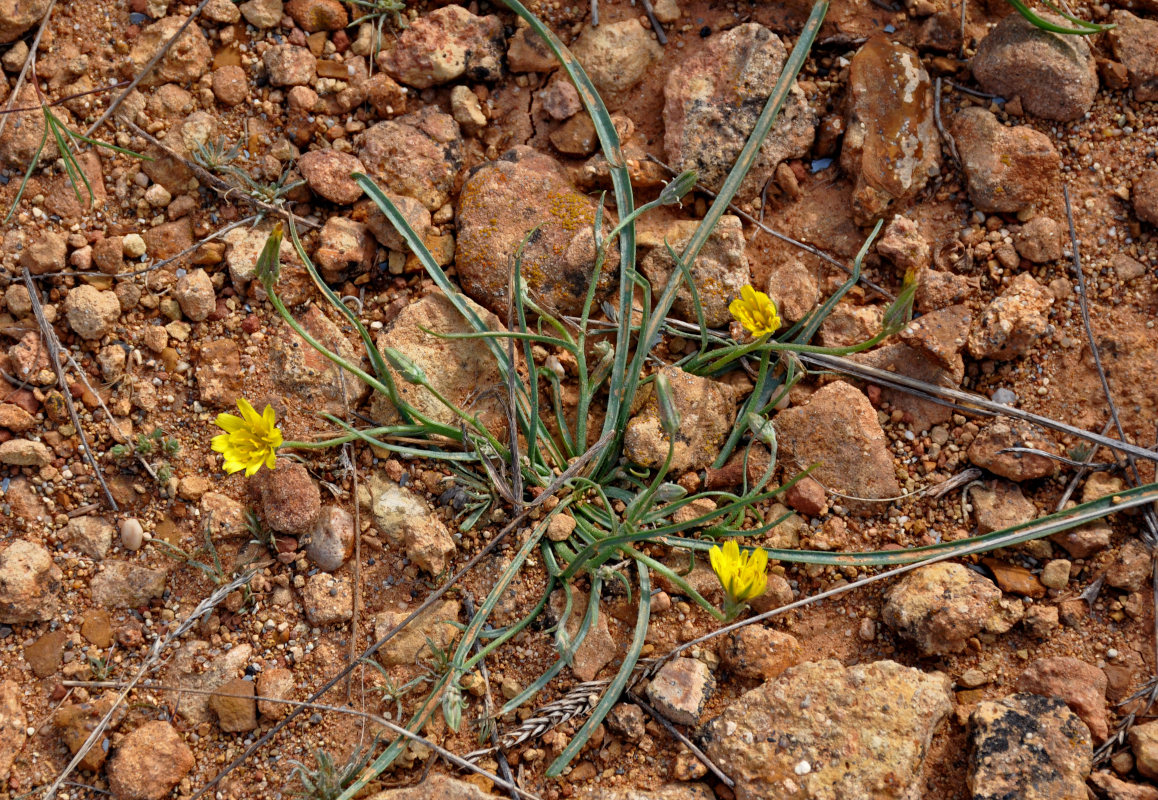 Image of genus Scorzonera specimen.