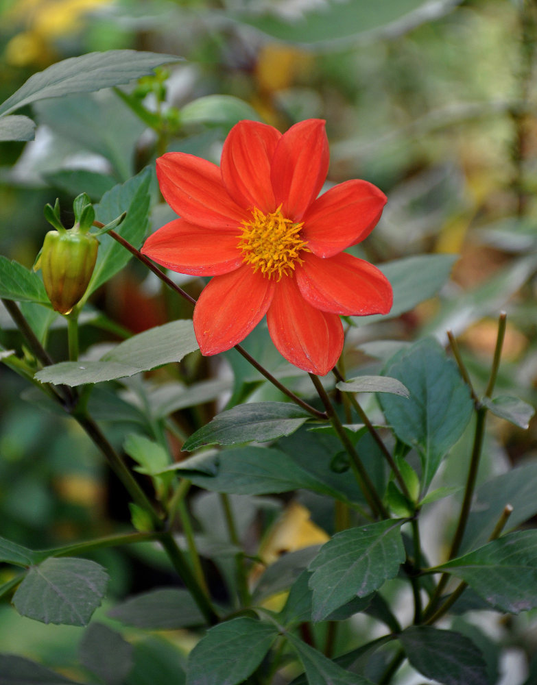 Изображение особи Dahlia pinnata.