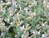 Astragalus sareptanus