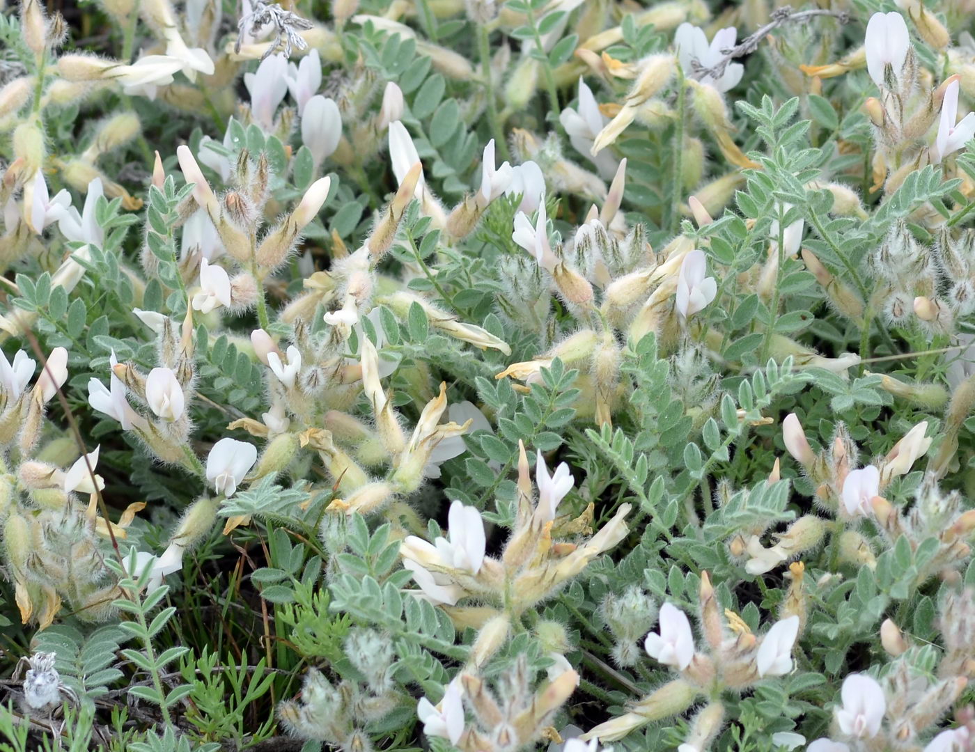 Изображение особи Astragalus sareptanus.