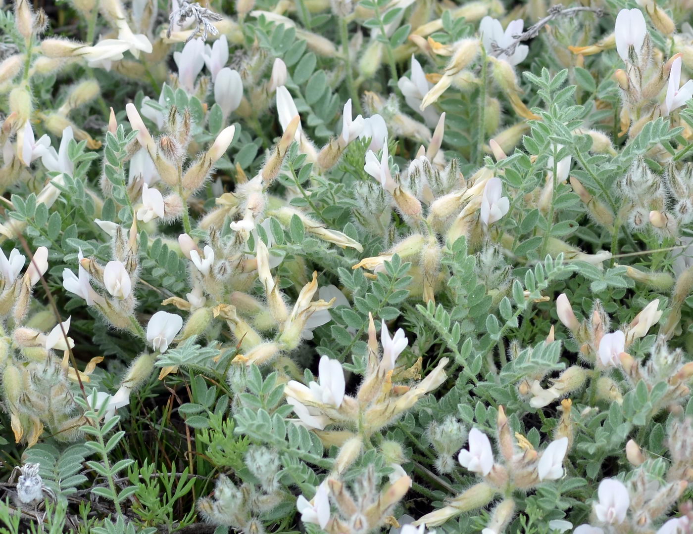 Image of Astragalus sareptanus specimen.