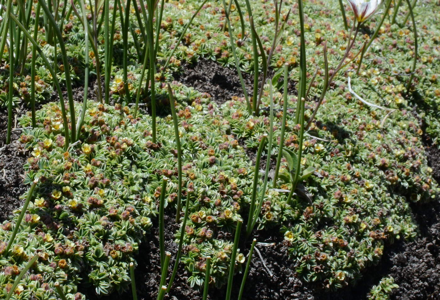 Image of Sibbaldia tetrandra specimen.