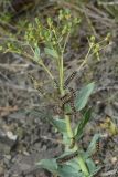 Euphorbia blepharophylla