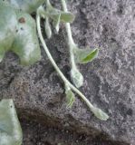 Dichondra argentea. Верхушки побегов. Тверская обл., г. Тверь, городской сад, клумба. 19 сентября 2019 г.