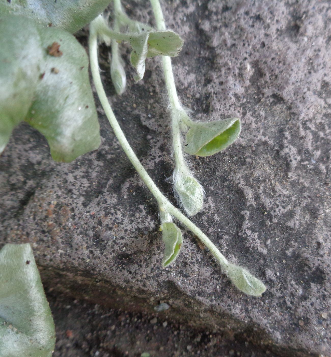 Изображение особи Dichondra argentea.