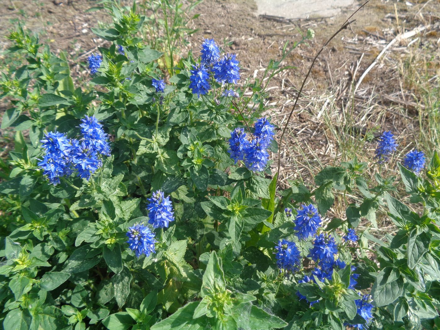 Image of Veronica teucrium specimen.