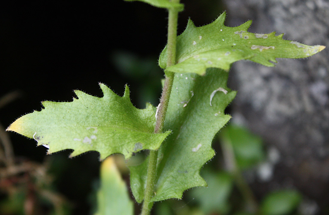 Image of Arabis alpina specimen.