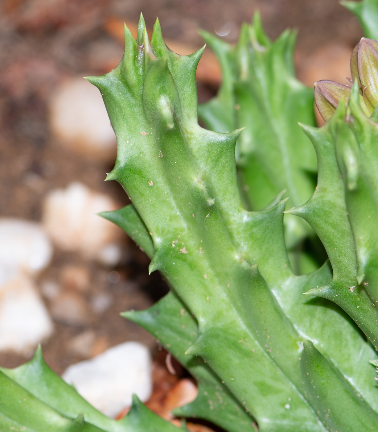 Image of Orbea lutea ssp. vaga specimen.