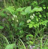 Polygonatum acuminatifolium. Цветущие растения. Приморский край, Шкотовский р-н, с. Анисимовка, берег р. Суходол, в тополёвнике из Populus suaveolens. 18.06.2020.