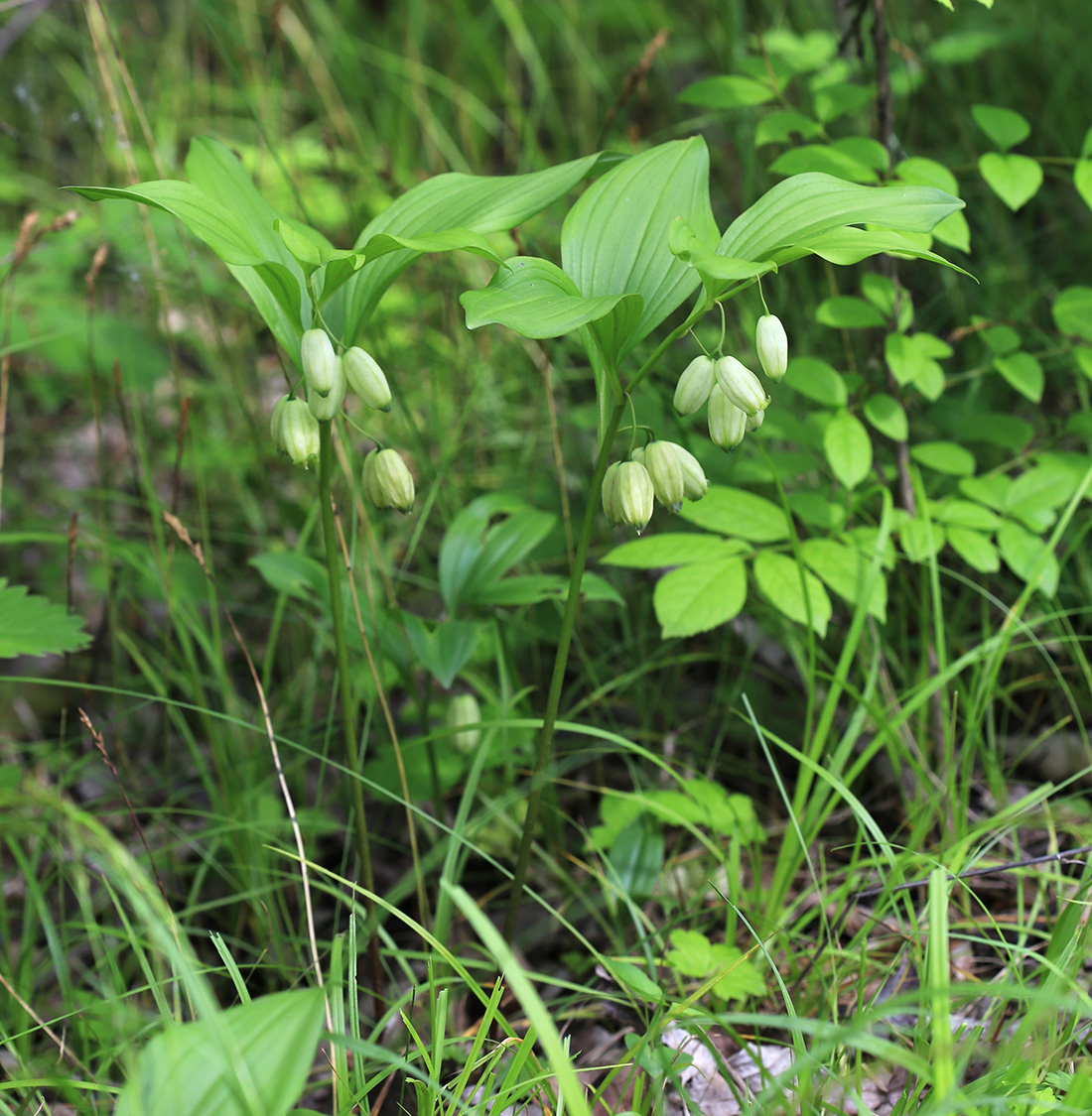 Изображение особи Polygonatum acuminatifolium.