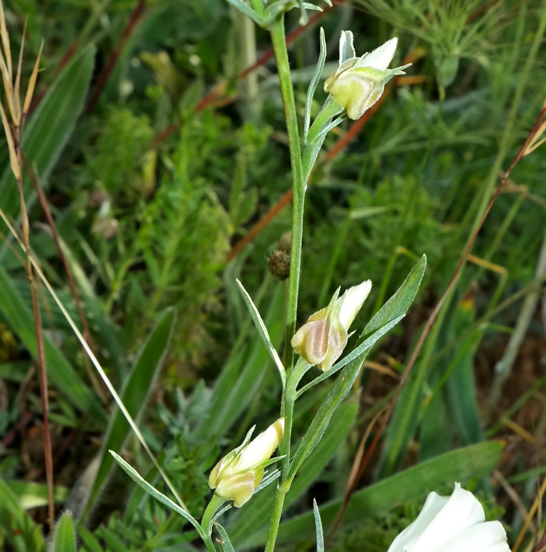 Image of Convolvulus holosericeus specimen.