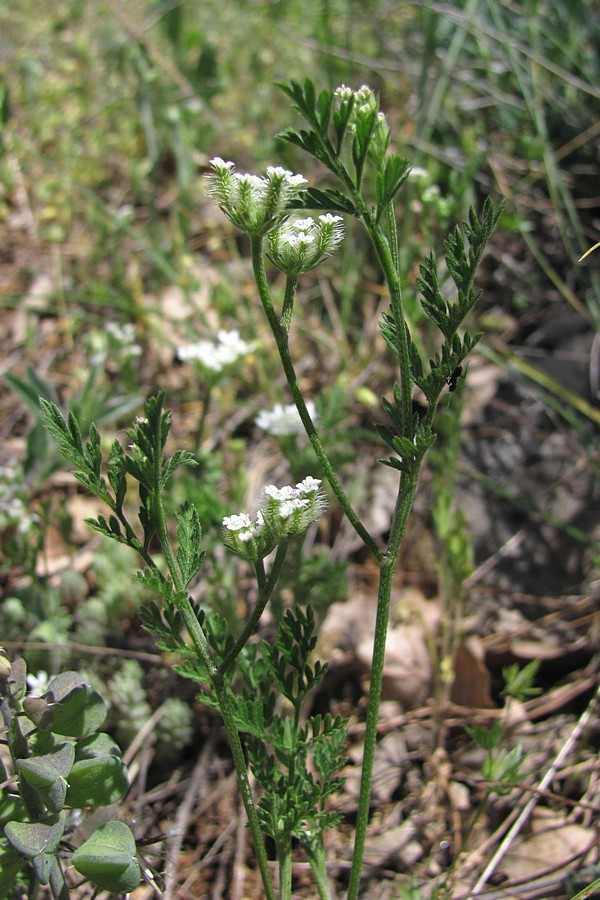 Изображение особи Torilis leptophylla.
