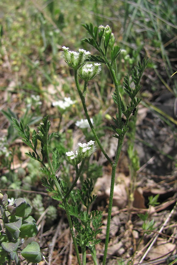 Image of Torilis leptophylla specimen.