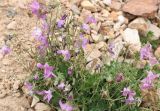 Campanula zangezura