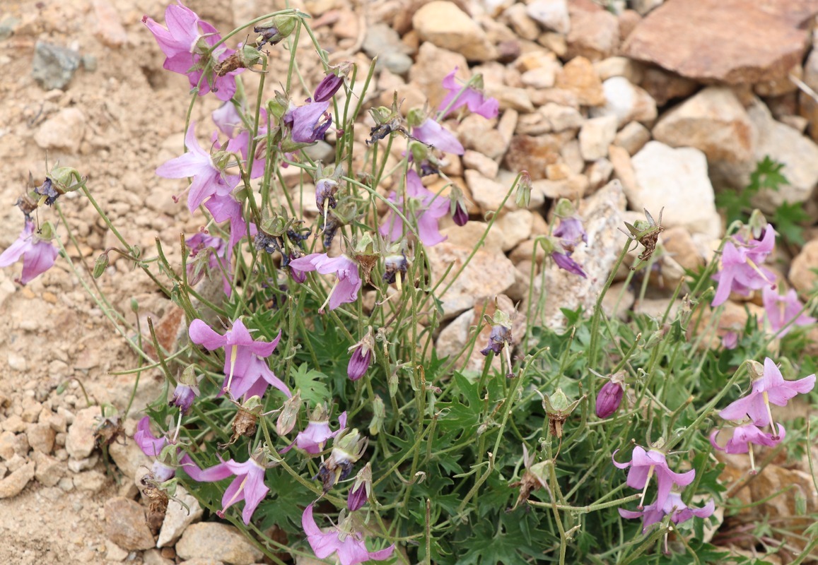 Image of Campanula zangezura specimen.